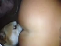 Dog licking and eating the pussy and ass of beastie gal